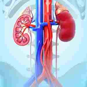nt pro bnp levels are elevated in kidney diseases also
