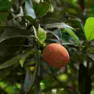 Sapota-worst fruits for diabetes